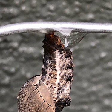 Caterpillar Chrysalis Detail